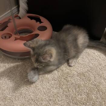 Domestic Short Hair Cats Available for Adoption in Williston, Florida - Ketchup | PetCurious