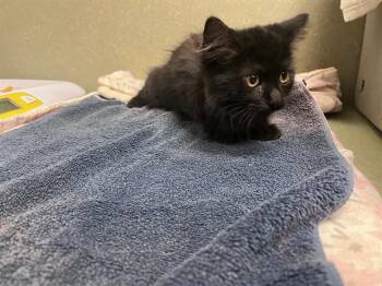 A552047 -  Domestic Medium Hair Cat for Adoption in Moreno Valley, California - A552047 | PetCurious