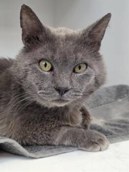 Domestic Short Hair Cats Available for Adoption in Indianapolis, Indiana - MINT | PetCurious