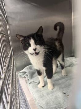 Domestic Short Hair Cats Available for Adoption in Charlotte, North Carolina - WALTER | PetCurious