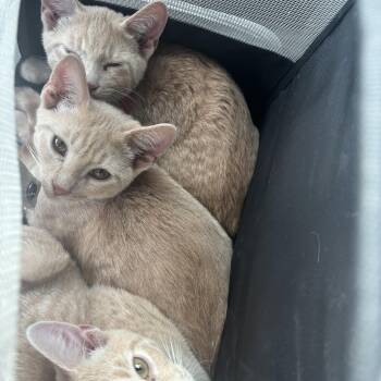 Penelope, Blu, and Redd -  Domestic Short Hair Cat for Adoption in Buffalo, New York - Penelope, Blu, And Redd | PetCurious