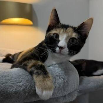 Daisy -  Domestic Short Hair Cat for Adoption in Jupiter, Florida - Daisy | PetCurious