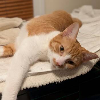Cheese Whiz - orange female -  Tabby Cat for Adoption in Cleveland, Ohio - Cheese Whiz - Orange Female | PetCurious