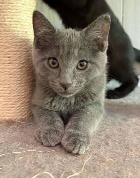 Mercury -  Domestic Short Hair Cat for Adoption in Ona, West Virginia - Mercury | PetCurious