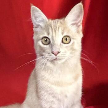 Mabel -  Domestic Short Hair Cat for Adoption in Concord, New Hampshire - Mabel | PetCurious