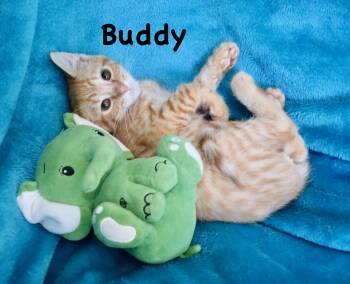 Buddy -  Tabby Cat for Adoption in St. Augustine, Florida - Buddy | PetCurious