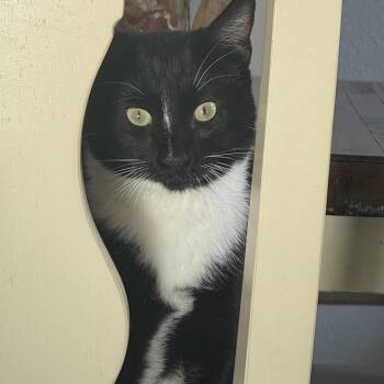 Mittens -  Tuxedo Cat for Adoption in Villa Park, California - Mittens | PetCurious
