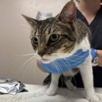 Chiara -  Domestic Short Hair Cat for Adoption in Tempe, Arizona - Chiara | PetCurious