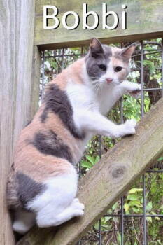 Rescue Dilute Calico and Manx Cats for Adoption in Mountain View, Arkansas - Bobbi | PetCurious
