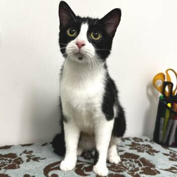 Pringles -  Domestic Short Hair Cat for Adoption in Warrensburg, Missouri - Pringles | PetCurious