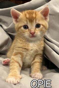 American Shorthair Cats Available for Adoption in Billerica, Massachusetts - Opie | PetCurious