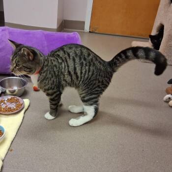 Gunters -  Domestic Short Hair Cat for Adoption in Middlebury, Vermont - Gunters | PetCurious