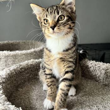 Ivy -  Domestic Short Hair Cat for Adoption in Maple Valley, Washington - Ivy | PetCurious