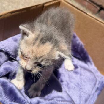 Play-Doh 8098 -  Domestic Short Hair Cat for Adoption in Columbus, Georgia - Play-Doh 8098 | PetCurious