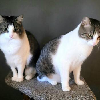 Schmoogy -  Domestic Medium Hair Cat for Adoption - Schmoogy | PetCurious