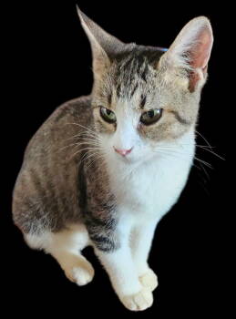 Rescue Domestic Short Hair Cats for Adoption in Cromwell, Kentucky - Madison | PetCurious