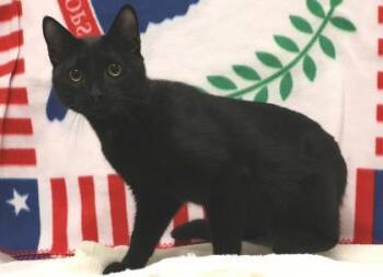 Sticky -  Domestic Short Hair Cat for Adoption in West Chester, Pennsylvania - Sticky | PetCurious