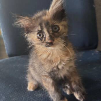 Pebbles -  Domestic Short Hair Cat for Adoption in Huntsville, Alabama - Pebbles | PetCurious