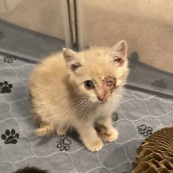 Pigeon -  Domestic Short Hair Cat for Adoption in Fairfax Station, Virginia - Pigeon | PetCurious
