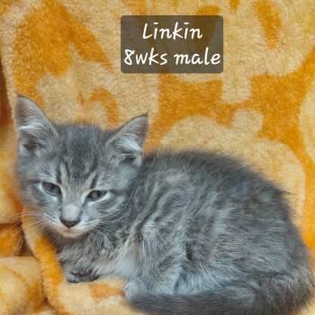 Linkin -  Domestic Short Hair Cat for Adoption in New Tazewell, Tennessee - Linkin | PetCurious