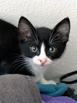 Rescue Domestic Short Hair Cats for Adoption in Ventura, California - Scallop | PetCurious