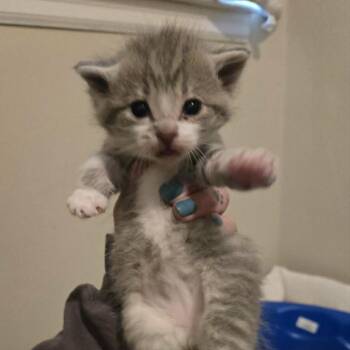 Tucker -  Domestic Short Hair Cat for Adoption in Lyle, Minnesota - Tucker | PetCurious
