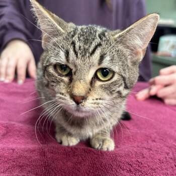 Dena -  Domestic Short Hair Cat for Adoption in Cleveland, Mississippi - Dena | PetCurious