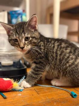 Fergus -  Domestic Short Hair Cat for Adoption in Millcreek, Utah - Fergus | PetCurious
