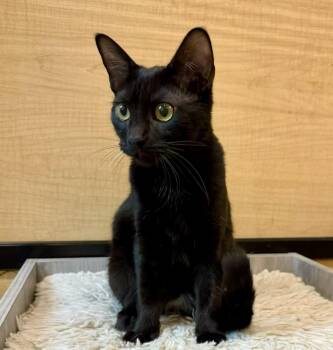 Tilapia -  Domestic Short Hair Cat for Adoption in Warr Acres, Oklahoma - Tilapia | PetCurious