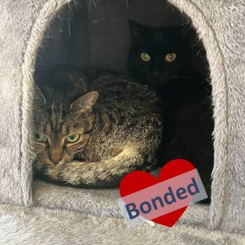Rescue Domestic Short Hair Cats for Adoption in Ashland, Massachusetts - Pooka & Chance | PetCurious