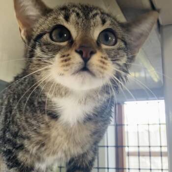 Domestic Short Hair Cats Available for Adoption - Pita | PetCurious