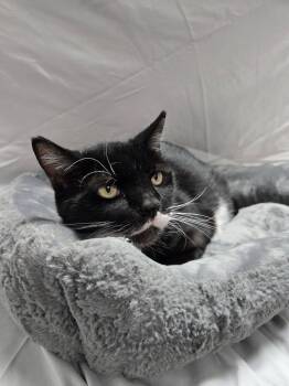 Rescue Domestic Short Hair Cats for Adoption in Richmond, Kentucky - Wooten | PetCurious