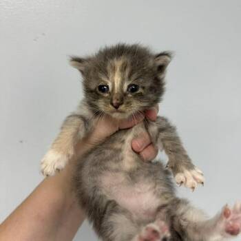 Adalee -  Domestic Long Hair Cat for Adoption in Indianapolis, Indiana - Adalee | PetCurious