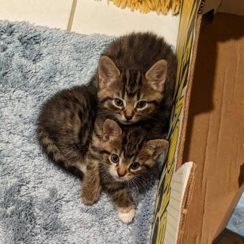 Rum -  Domestic Short Hair Cat for Adoption in Toronto, Ontario - Rum | PetCurious