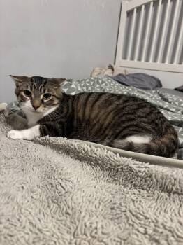 Domestic Short Hair Cats Available for Adoption - Tate | PetCurious