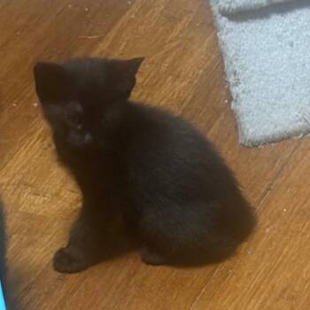 Weavess -  Domestic Short Hair Cat for Adoption in Nashville, Tennessee - Weavess | PetCurious