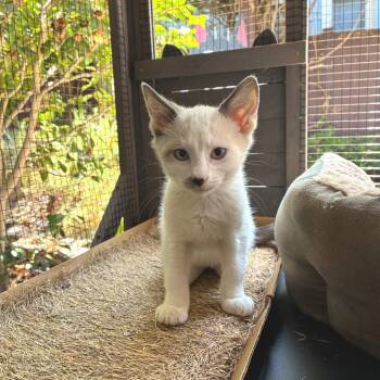 Go Fish -  Domestic Short Hair and Siamese Cat for Adoption in Costa Mesa, California - Go Fish | PetCurious