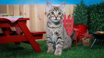 Bosky -  Tabby Cat for Adoption in Lucas, Texas - Bosky | PetCurious