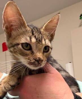 Zephyr -  Domestic Short Hair Cat for Adoption in Lampasas, Texas - Zephyr | PetCurious