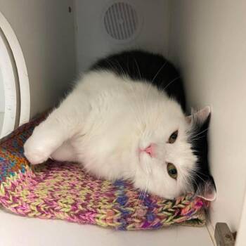 Celebration Station -  Domestic Medium Hair Cat for Adoption in Winthrop, Maine - Celebration Station | PetCurious