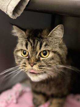 Pippi -  Persian Cat for Adoption in Fruit Heights, Utah - Pippi | PetCurious