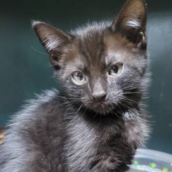 Rescue American Curl Cats for Adoption in Sandy Springs, Georgia - Chanterelle | PetCurious