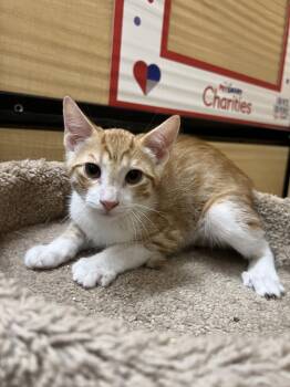 Nacho -  Siamese and Domestic Short Hair Cat for Adoption in Riverside, California - Nacho | PetCurious