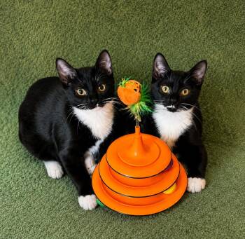 Amberdonia and Pandalera -  Domestic Short Hair Cat for Adoption in West Pittston, Pennsylvania - Amberdonia And Pandalera | PetCurious