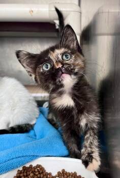 Frangipani -  Domestic Short Hair Cat for Adoption in Cincinnati, Ohio - Frangipani | PetCurious