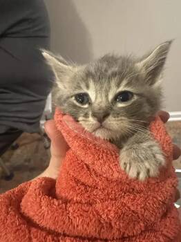 Dopey -  Domestic Short Hair Cat for Adoption in Wyoming, Michigan - Dopey | PetCurious