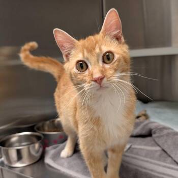 Domestic Short Hair Cats Available for Adoption in Aiken, South Carolina - Sundew 63373 | PetCurious
