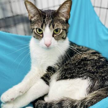 Rescue Domestic Short Hair Cats for Adoption in Lebanon, Missouri - Gato | PetCurious