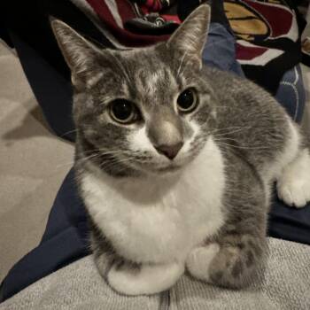 Sweet Dee C8934 -  Domestic Short Hair Cat Available for Adoption - Sweet Dee C8934 | PetCurious
