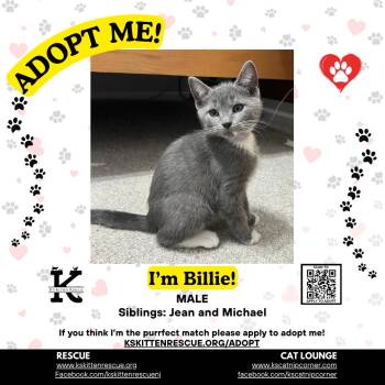 Billie -  Domestic Short Hair Cat Available for Adoption in OSBORNVILLE, New Jersey - Billie | PetCurious